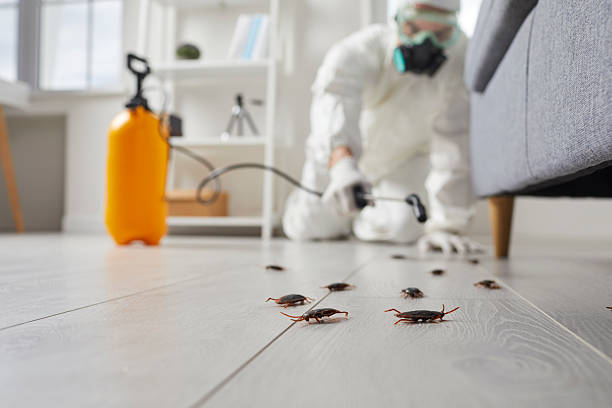 Commercial Kitchen Cockroach Control in Sawmills
